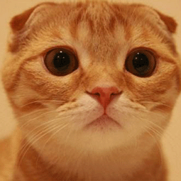 布谷鸟加速器适合电脑程序